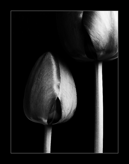 Tulipán