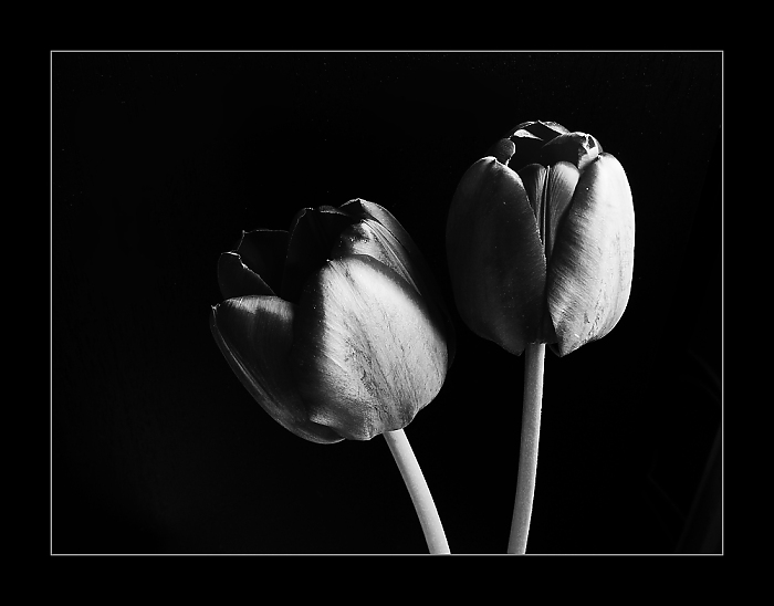 Tulipány II