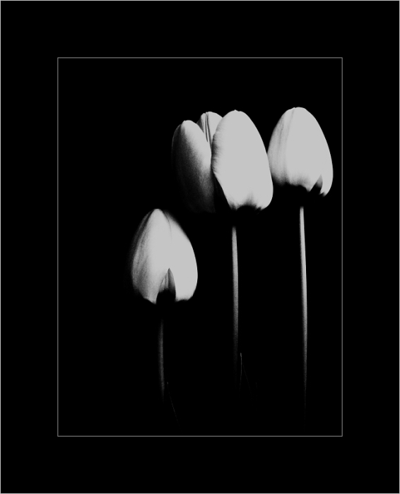 Tulipány