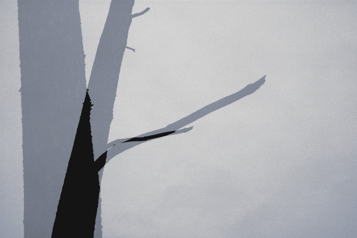 I se stromem to jde někdy z kopce...