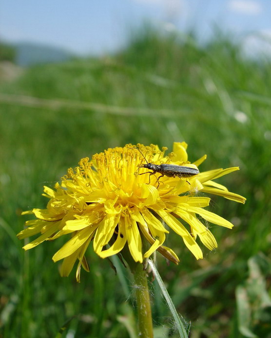 Pupava