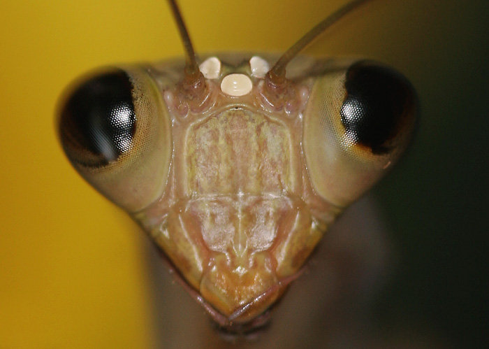 kudlanka