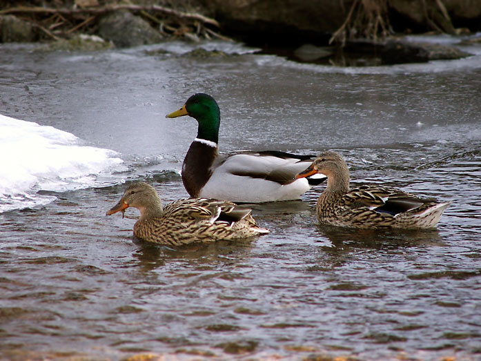 Duck Tales