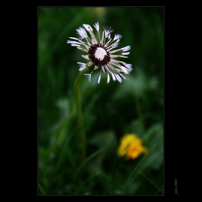 ..  ohňostroj  zašlé slávy II ..