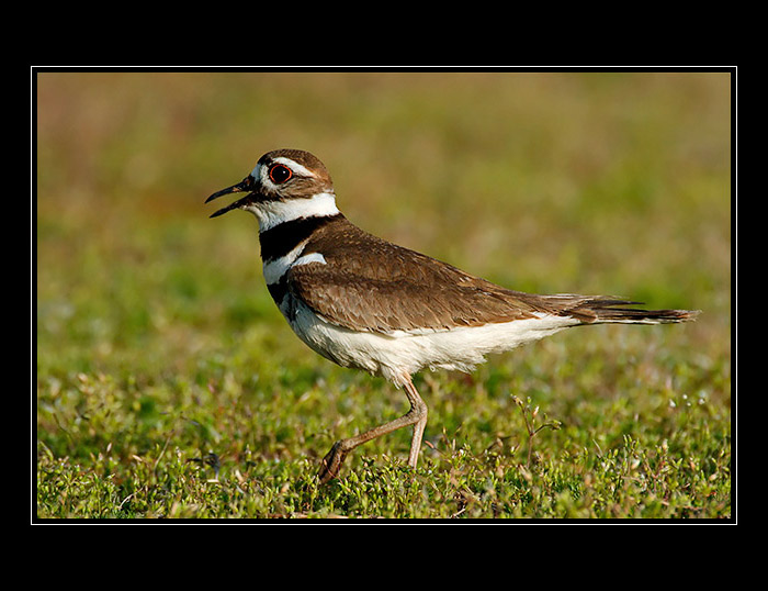 Killdeer I.