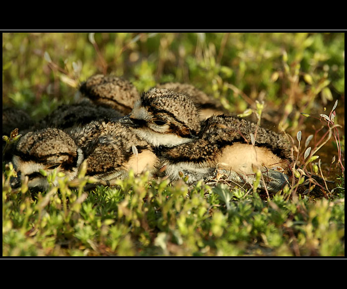 Killdeer II.