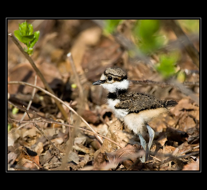 Killdeer III.