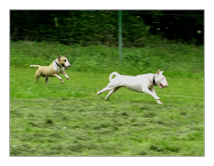 Coursing - bulteriéři