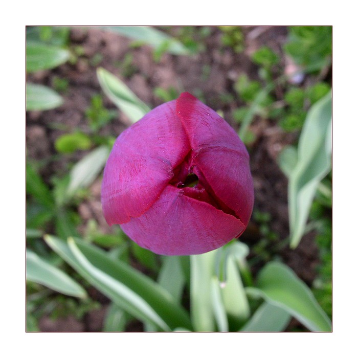 tulipánek