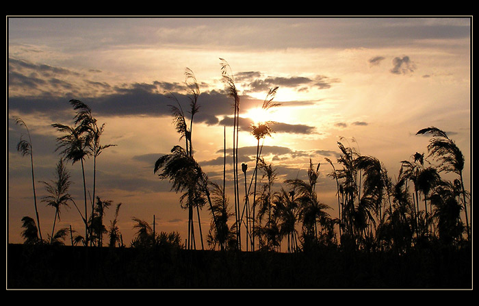 Tam za vodou v rákosí...