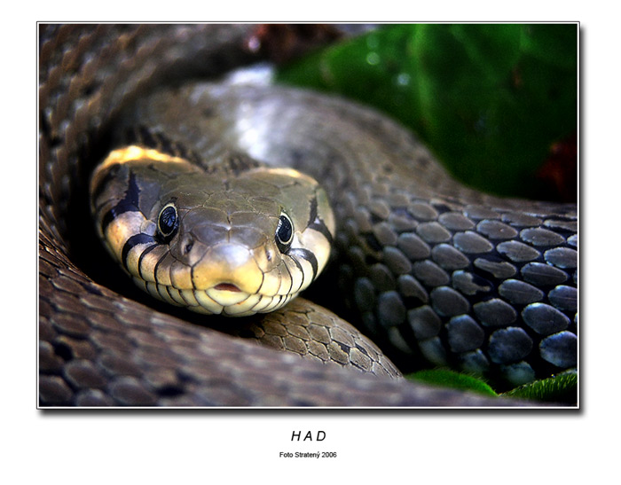 Had