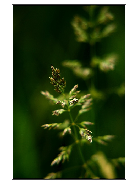 ...trávnička II ...