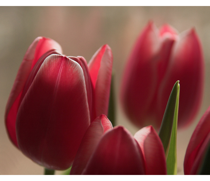 tulipány