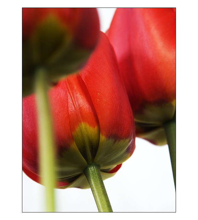 Tulip