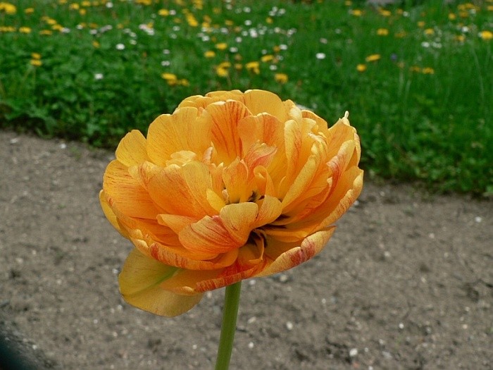 tulipán