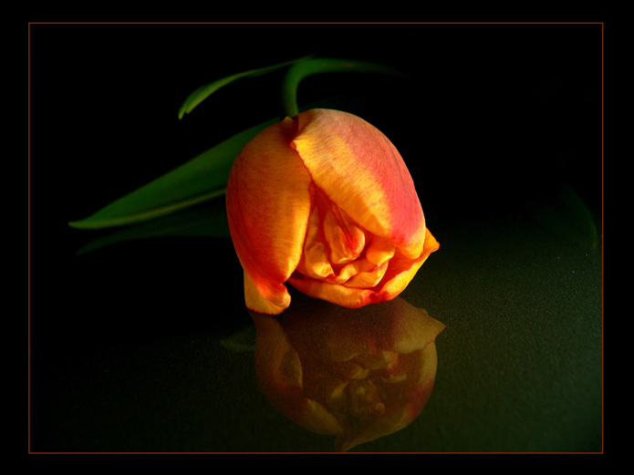 Tulipánová