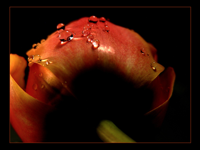 Tulipánová