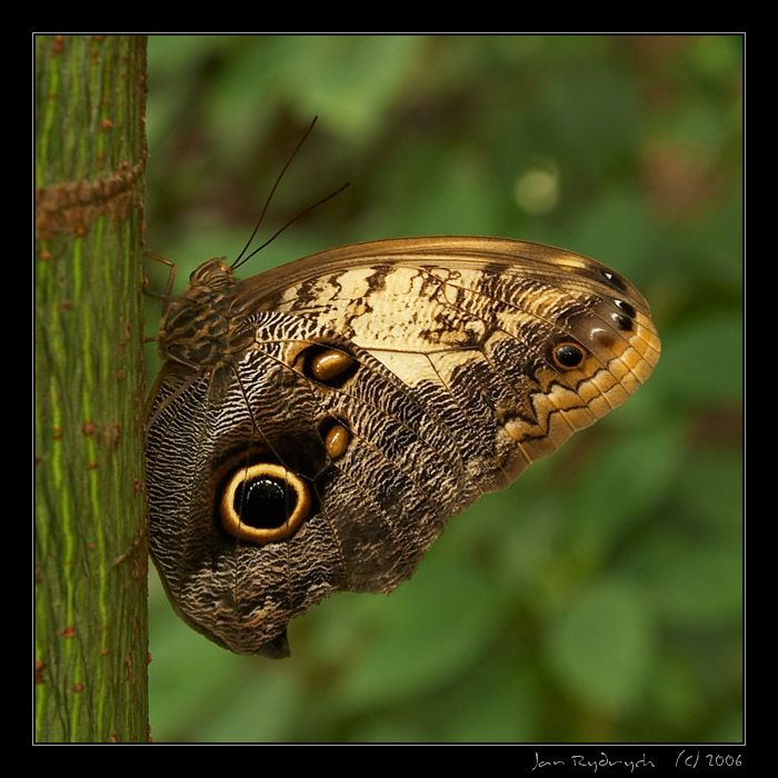 Caligo memnon
