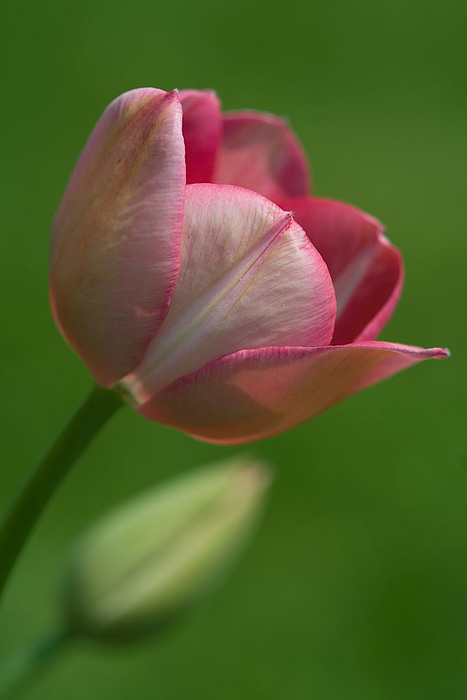 Tulipan II