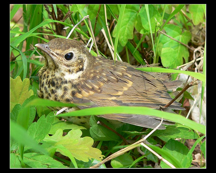 ...Drozd zpěvný...