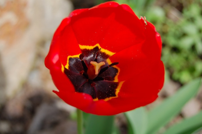 Tulipán