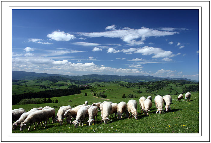 orava