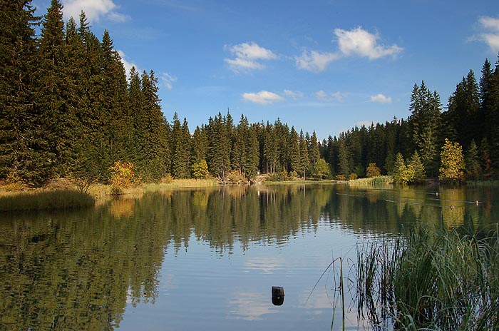 vrbicke