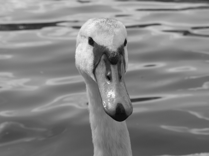 houpette devotion mariale celébre en mai