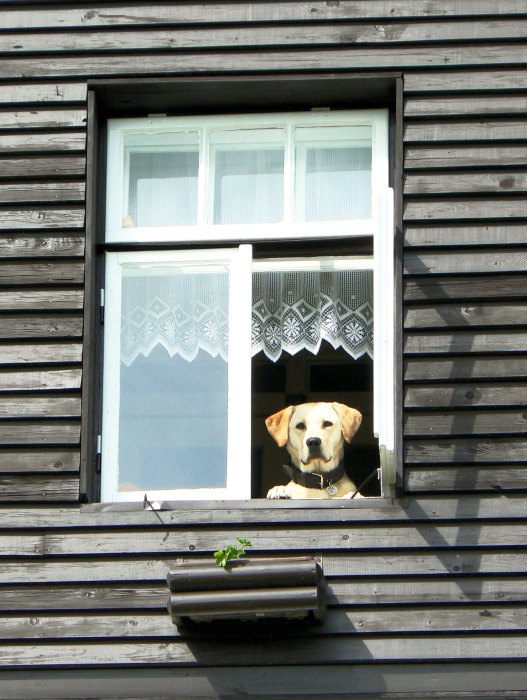 starosta