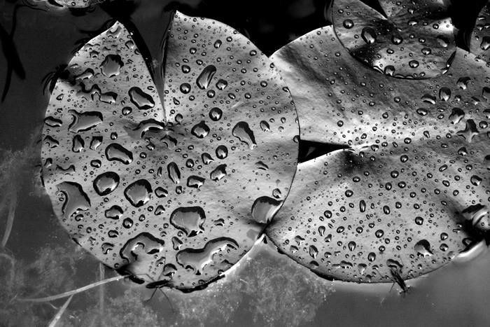 Puget od ropného magnáta