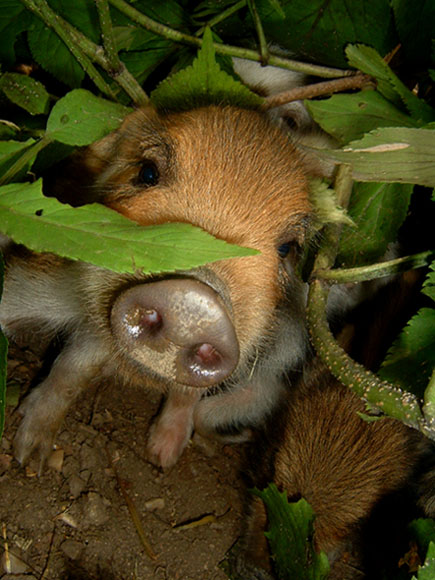 prečo si ma zobudila?