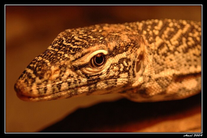 Varan