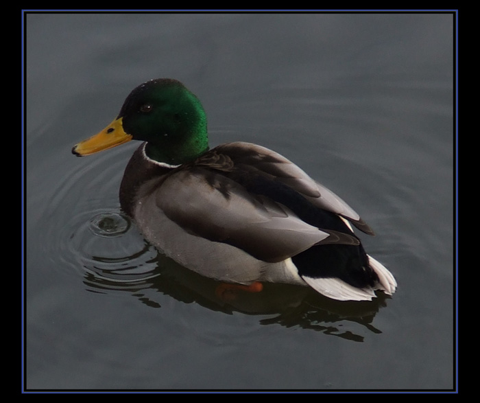 Good morning Mr. Duck