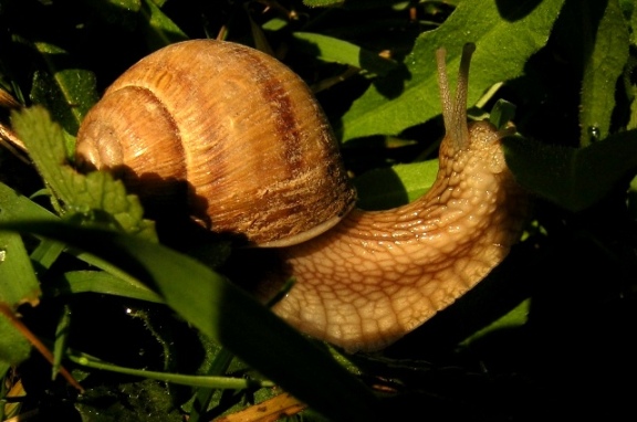 slimacik-macik