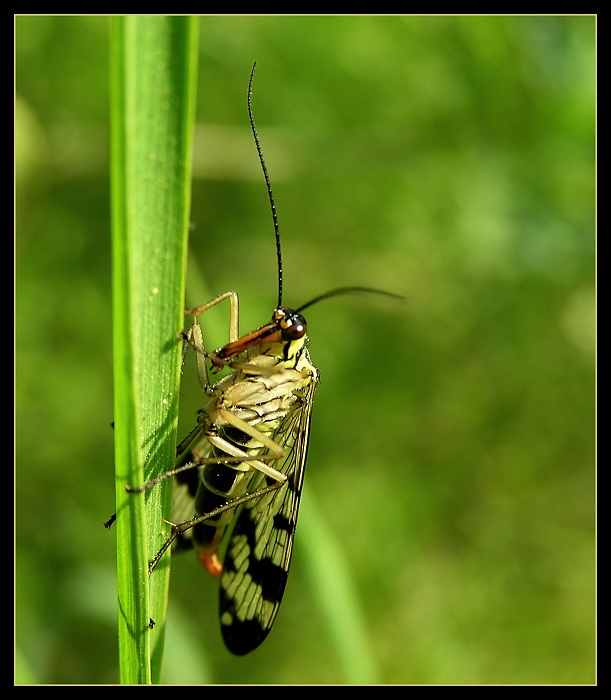 Panorpa communis