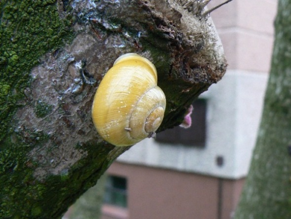 Šneček