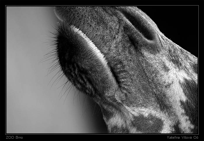 - Giraffe in bw -