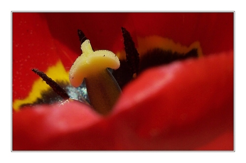 TULI-TULI-TULIPÁN