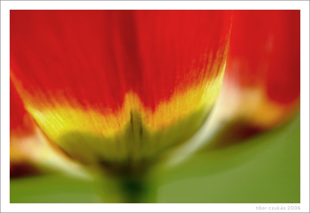 .. barvy alá tulip ..