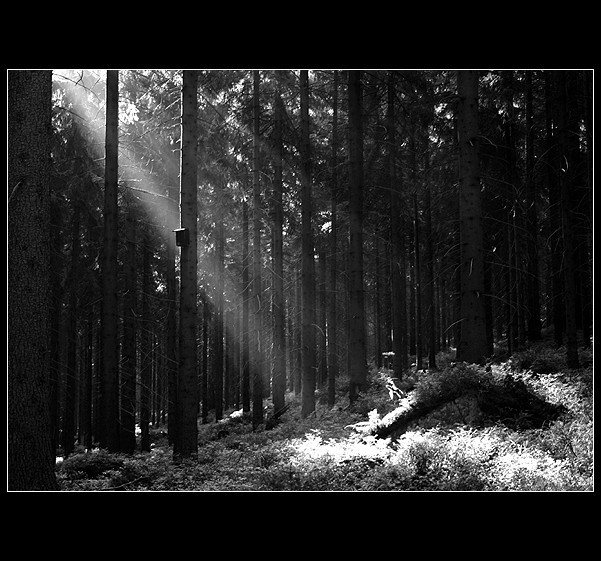 ***Paprsková***