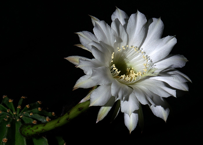 Echinopsis