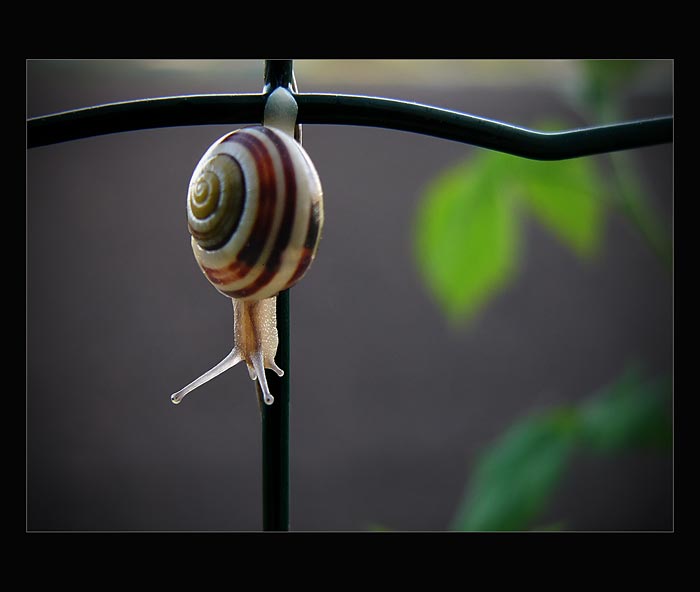 Leze, leze po železe ...