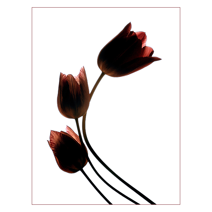 ***IKEBANA***