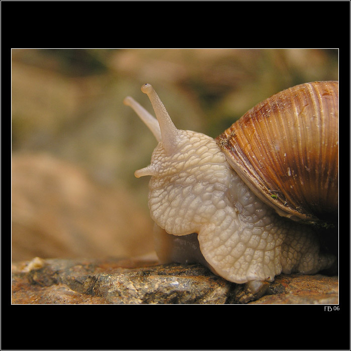 *** říkate, někde za mnou? Nevidím nikoho ... ***