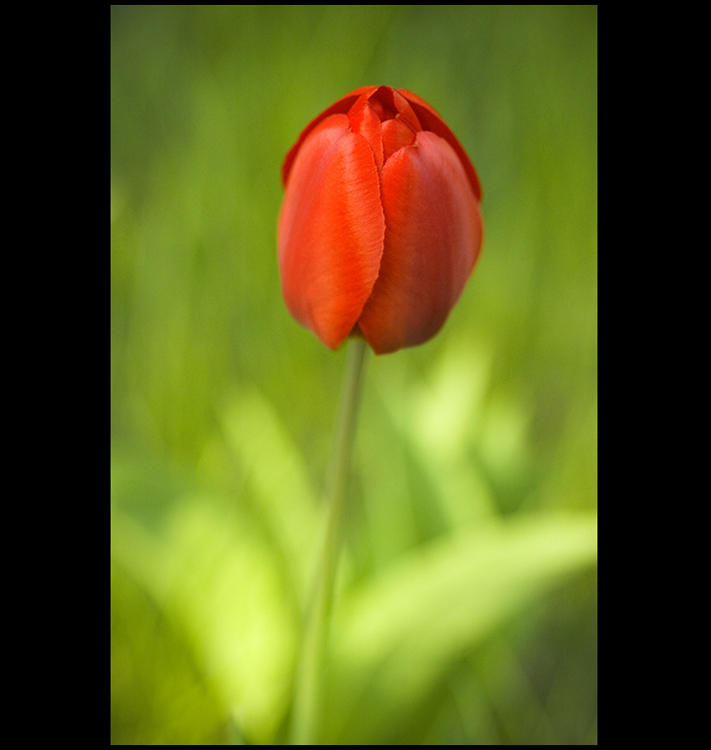 tuli-tuli-Tulipán