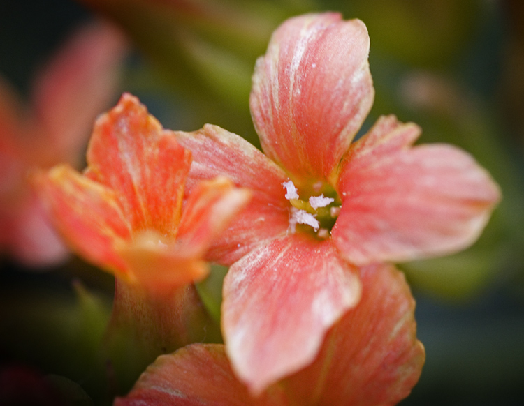 no co ? kytička :-)