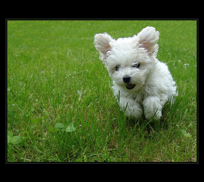 Zachraň se, kdo můžeš