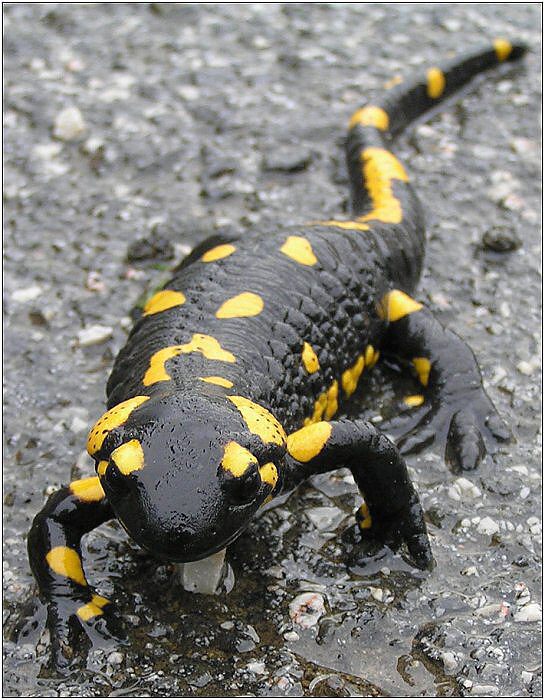 Salamandra škvrnitá