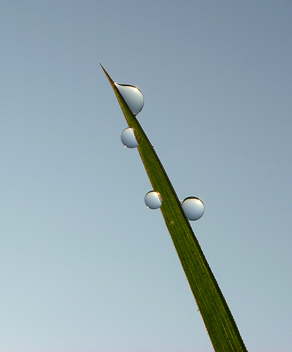 Rosa I