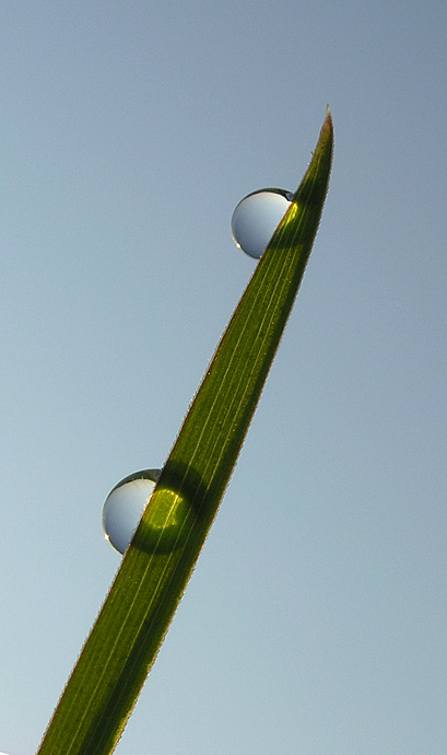 Rosa II